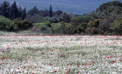 Canakkale Gallipoli Peninsula 118.jpg