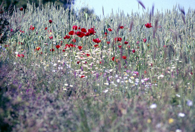 Canakkale Gallipoli Peninsula 126.jpg