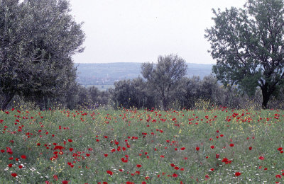 Canakkale Gallipoli Peninsula 223.jpg