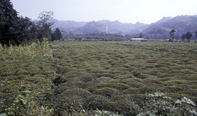 Rize Tea country 2002 124.jpg