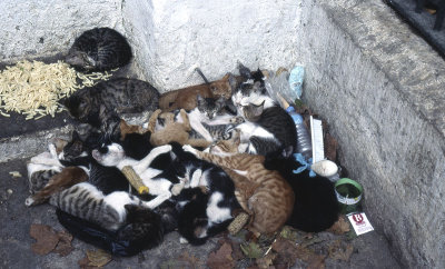 Istanbul Cats  030.jpg