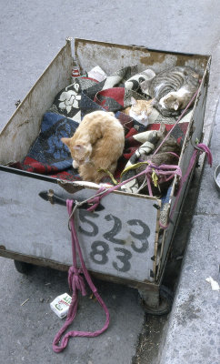 Istanbul Cats 2002 313.jpg