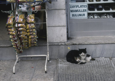 Istanbul Cats 93 065.jpg