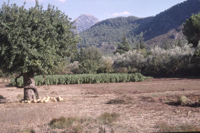 Fethiye to Kayakoy 2