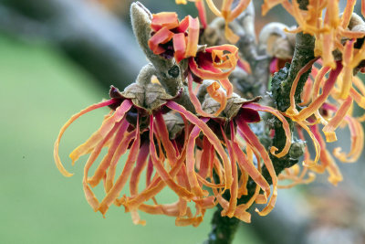 Hamamelis