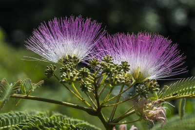 albizia