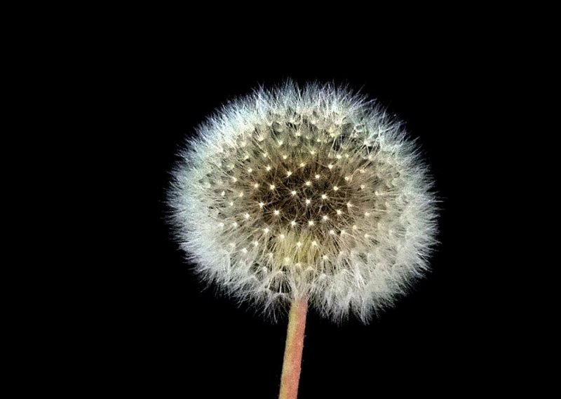 Dandelion