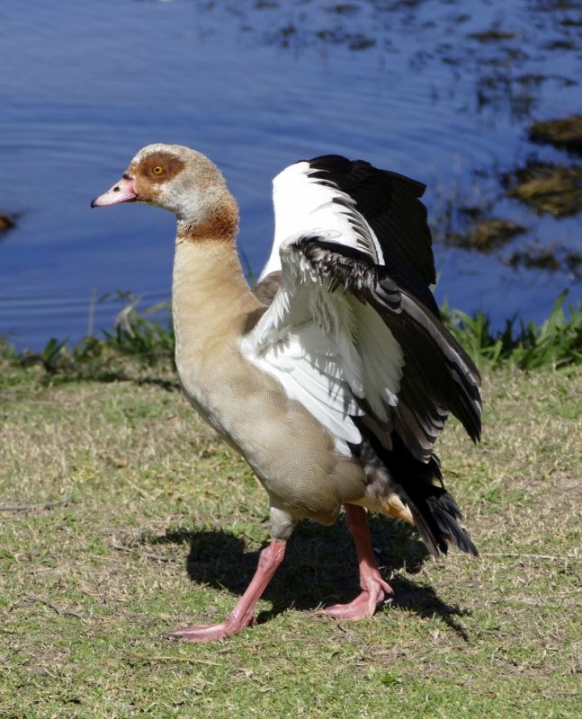 Strutting