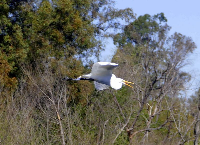 The resident Great Egret returning to his lake at the park