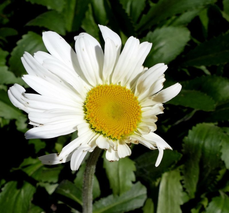 Almost a spiral pattern in the center