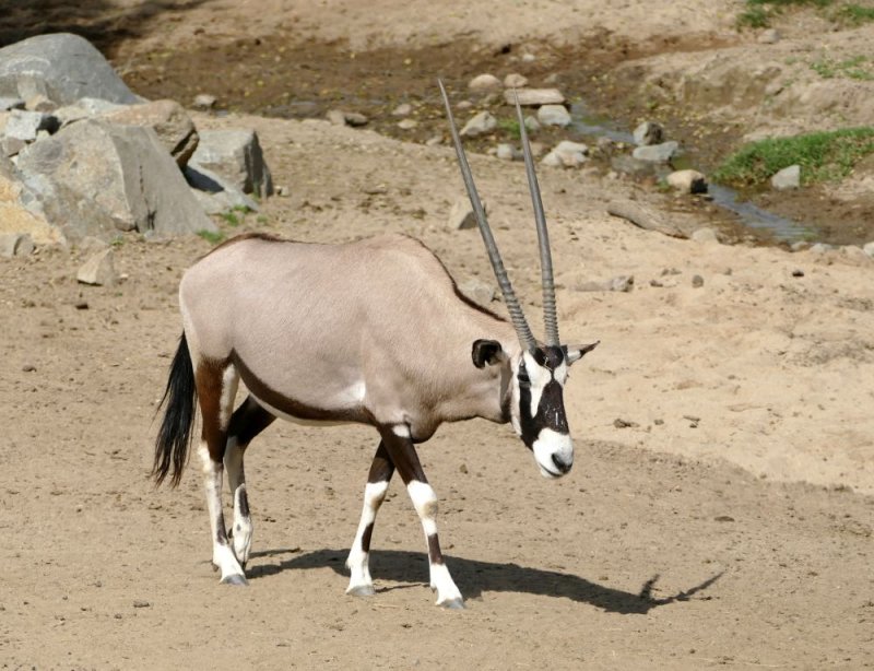 East African Oryx