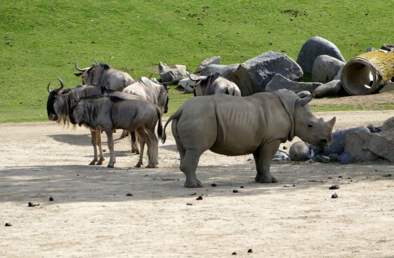With Wildebeest