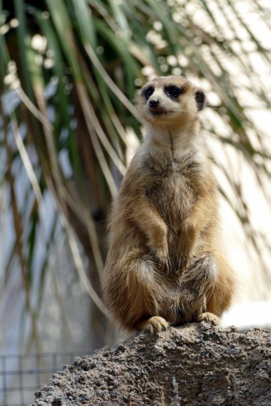 Meerkat