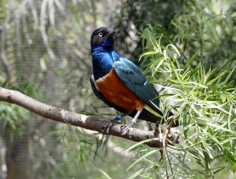 Cape Glossy Starling