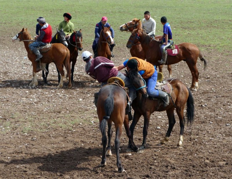 Horse wrestling