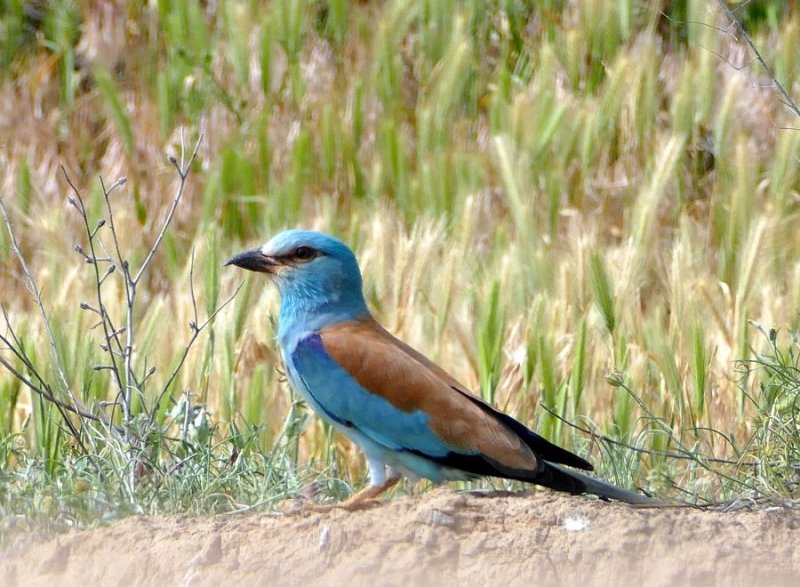 Eurasian Roller