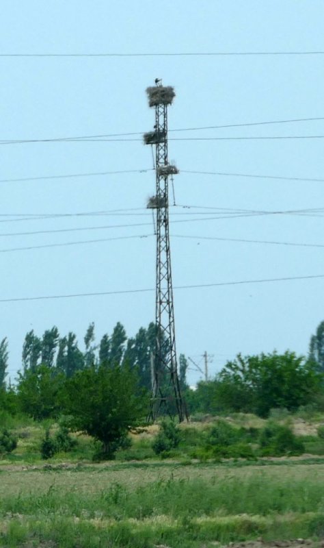 An apartment complex of nests