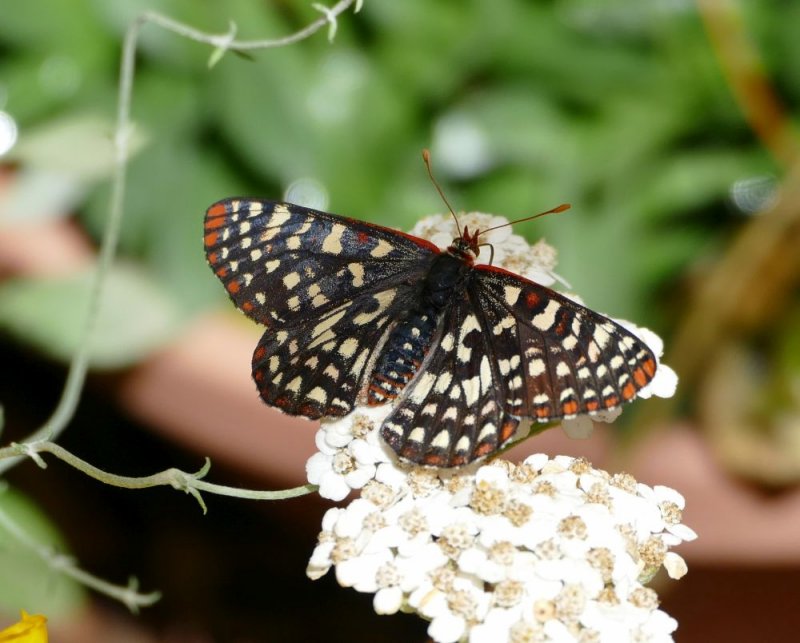 Variable Checkerspot