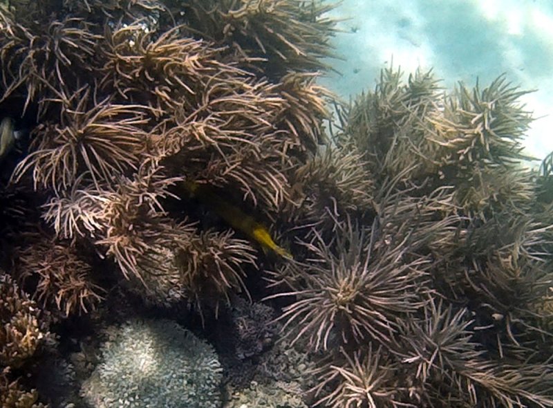 A Trumpet fish hiding in the plants