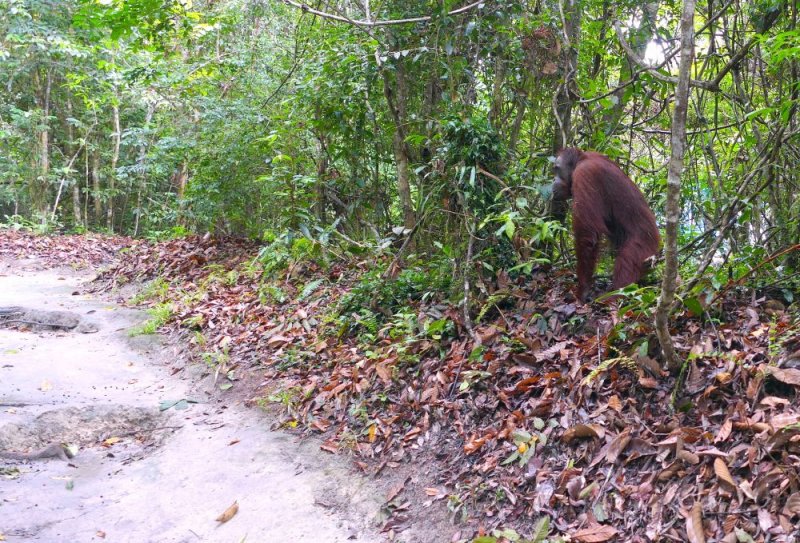 At the 3rd feeding station, Thomas was just standing right there along the path