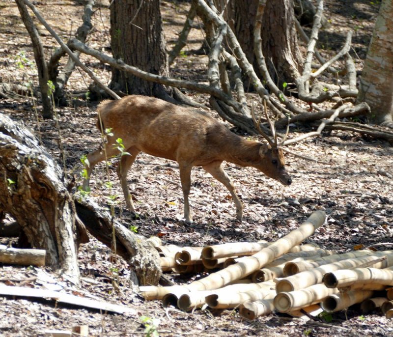 Deer are one of the main prey of the dragons as they lay in camouflage ambush waiting for prey