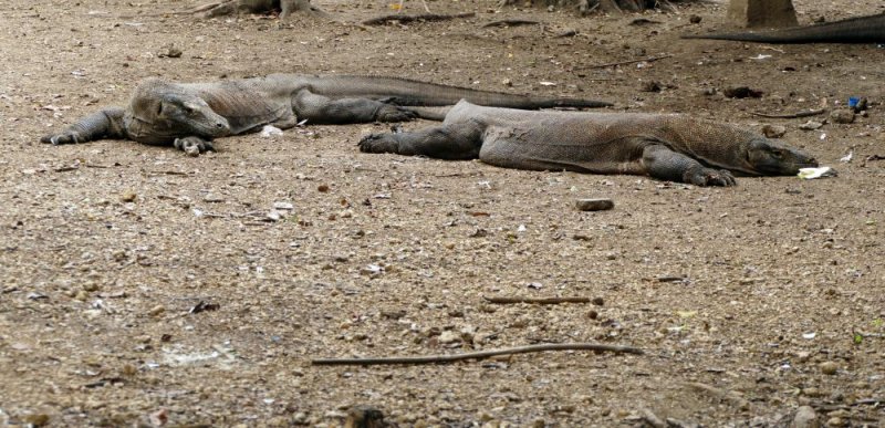 Two of 3 dragons congregating near the kitchen facilities of the camp