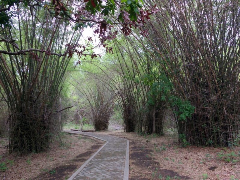 Bamboo plants line the path to a small cave complex that we visited on our last morning in Flores before returning to Bali