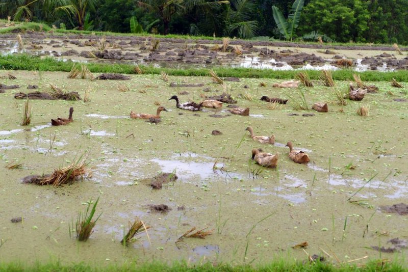 Ducks swimming in a rice paddy