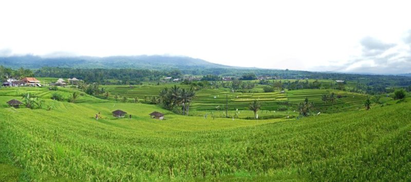 The Jatiluwihs rice fields, a UNESCO World Heritage Site