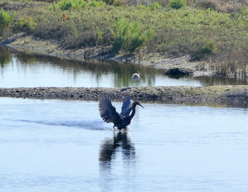 Reddish Egret