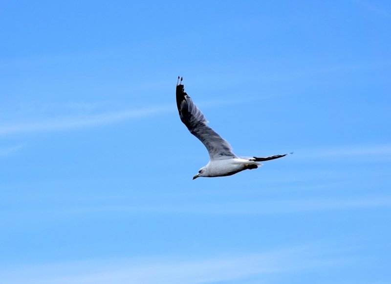 DSC00178-001.JPG