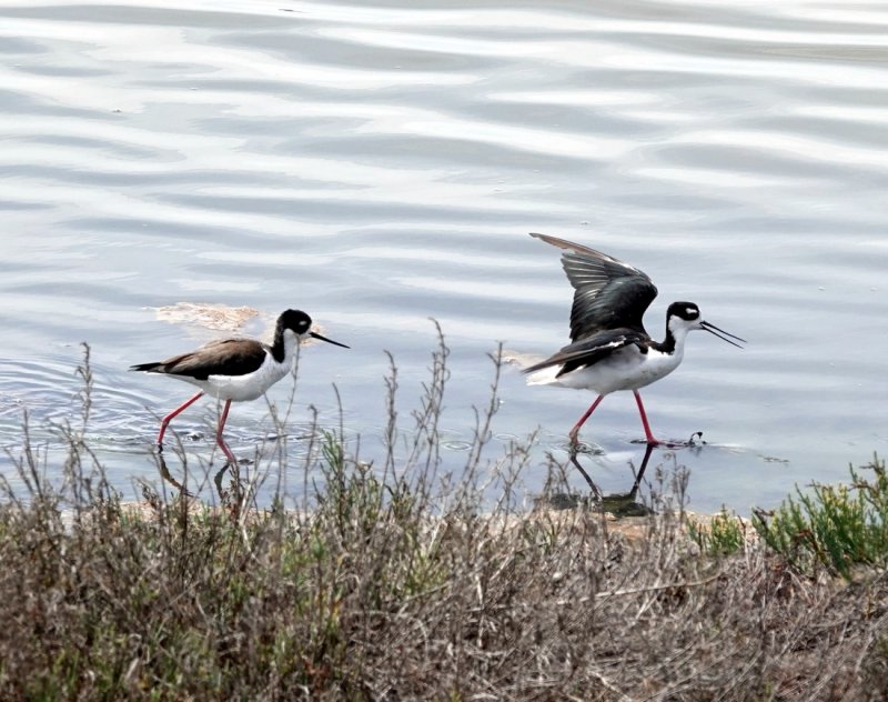 Black-necked Stilts