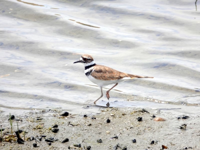 Killdeer