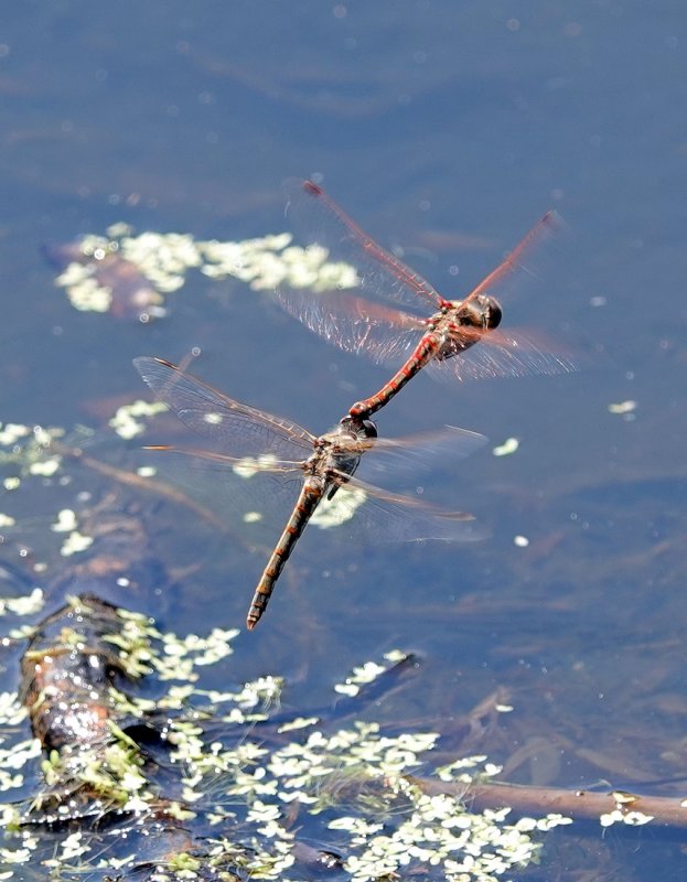 A Mating Pair