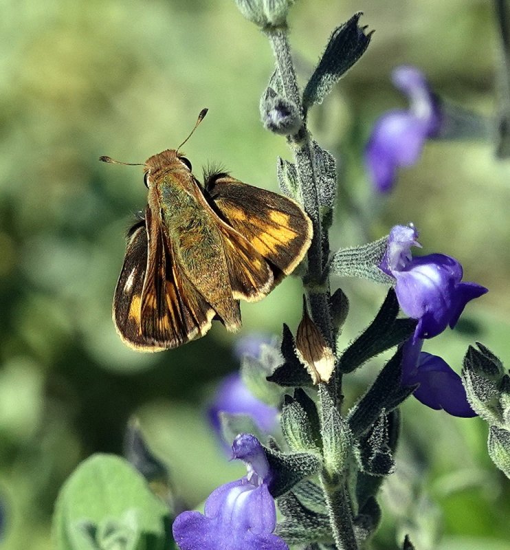 Hobomok Skipper
