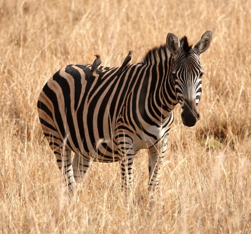 Zebra with Oxpecker birds who eat the ticks off the skin of Zebras and Rhinos