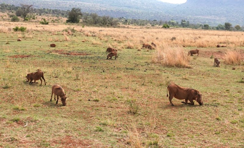 Warthogs