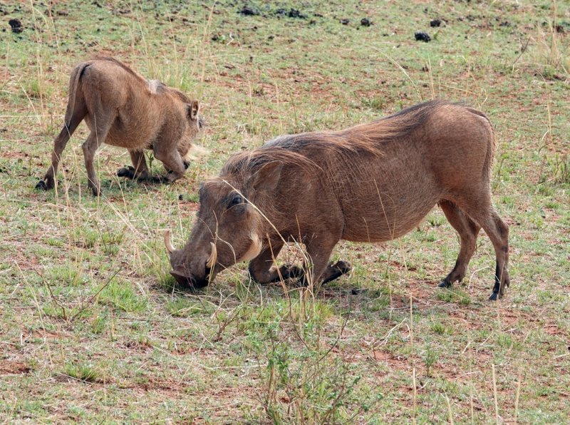Warthogs kneel to eat to compensate for short necks and long legs