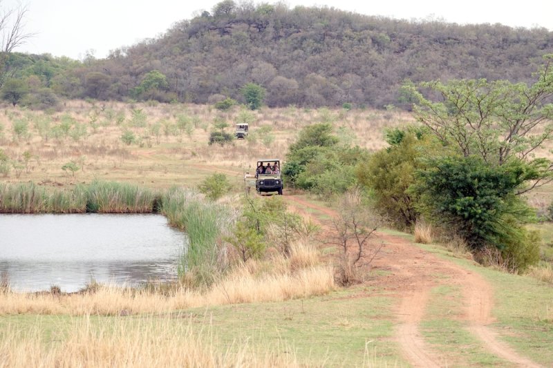Word gets out about an interesting sighting, and other safari vehicles rush to get there