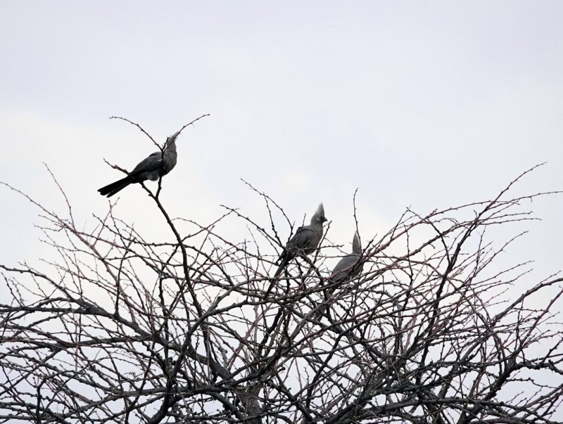 Grey Go-Away-Birds