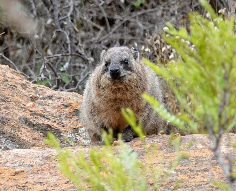 A Hyrax.  Interestingly, these furry little animals have a lot of characteristics similar to elephants and manatees.