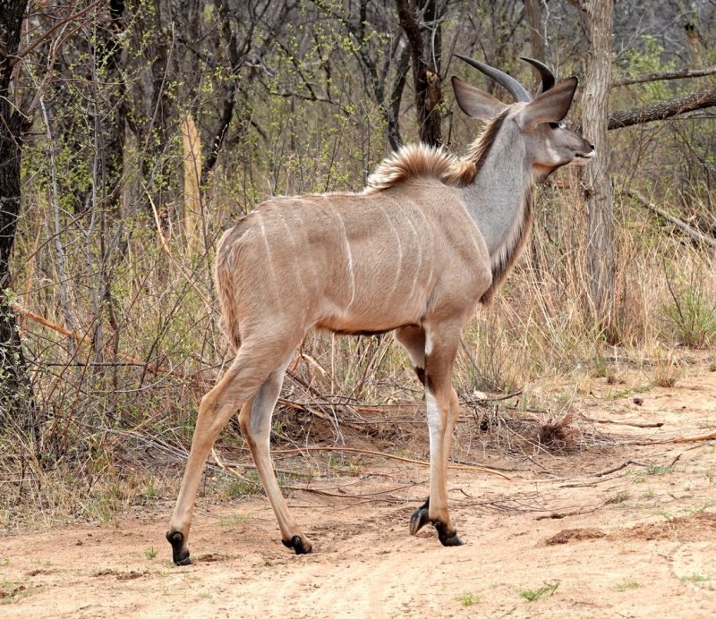 A Kudu