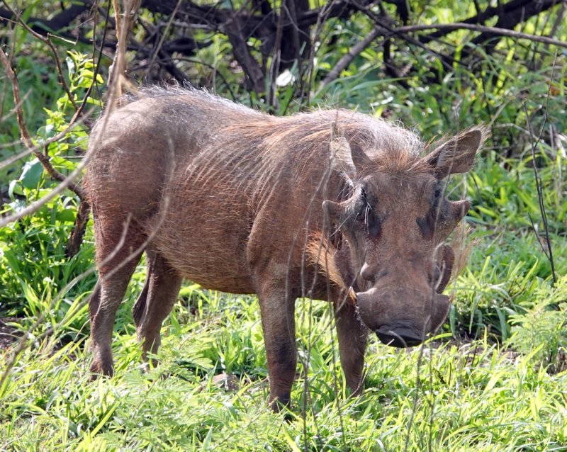 Warthog