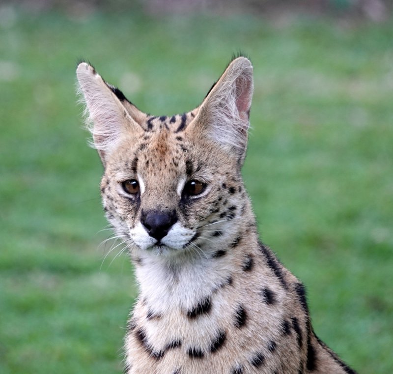 Serval