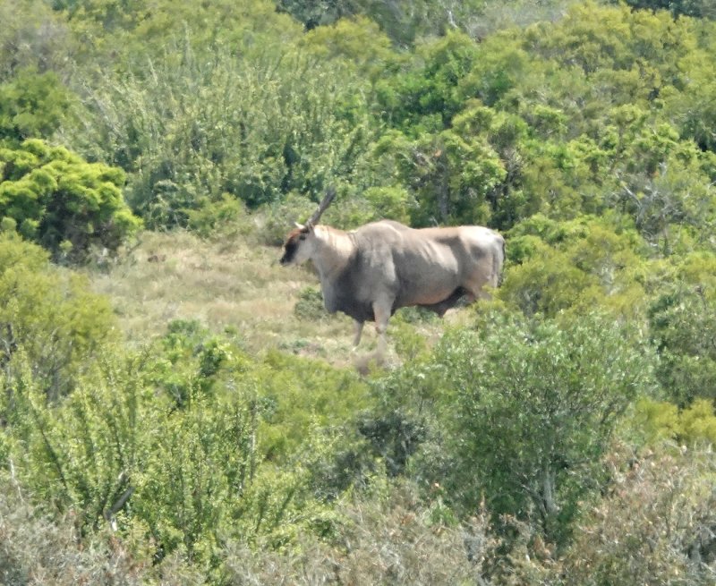 An Eland, the larget of the antelope species