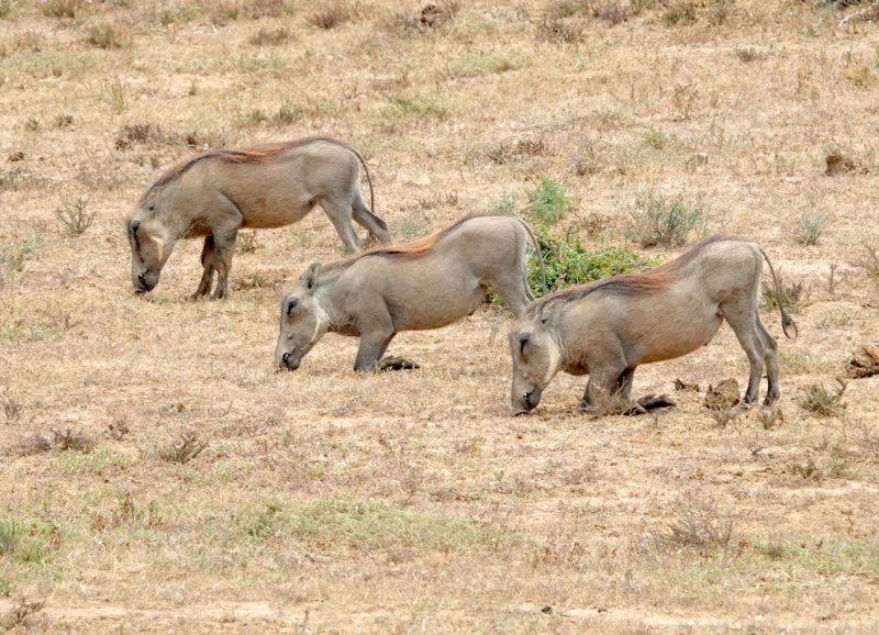 Warthogs
