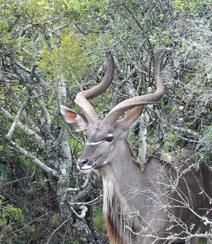 Kudu