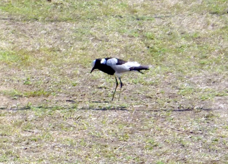 Blacksmith Plover