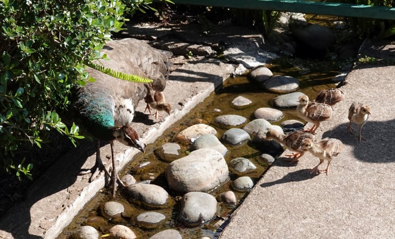 A Peahen and babies