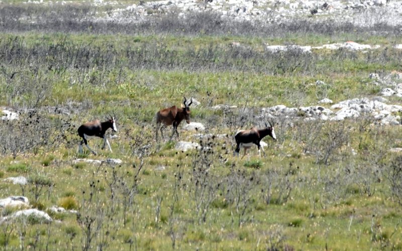 Two Bontebok in front and a Kudu(?) behind